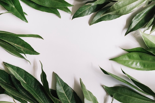 Green leaves borders on white background