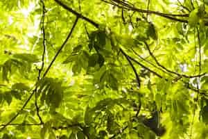 Free photo green leaves on the branch of a tree