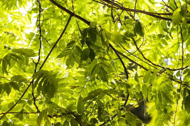 Зеленые листья на ветке дерева