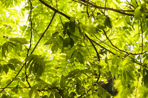 Green leaves on the branch of a tree