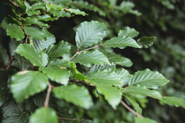 Green leaves on branch