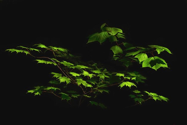 Green leaves on branches isolated on a black background