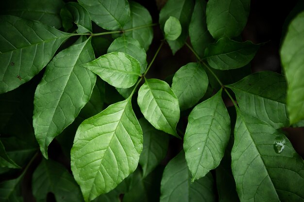 Green leaves closeup