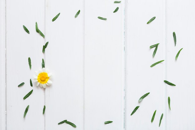 Green leaves and cute flower on white surface