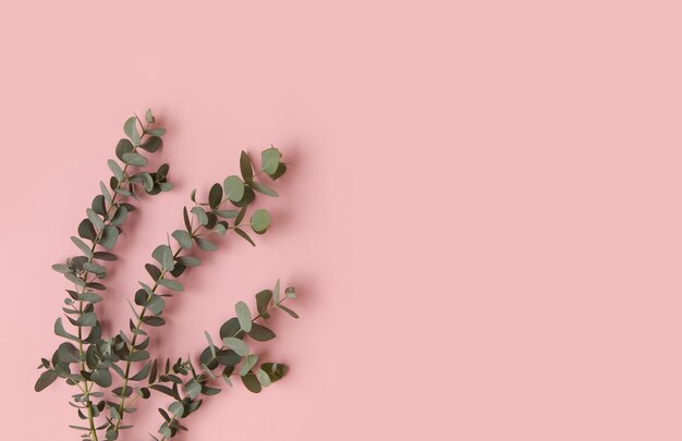Green leaves of eucalyptus branches on a pink background