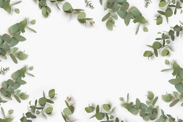 Green leaves of eucalyptus branches on a white background