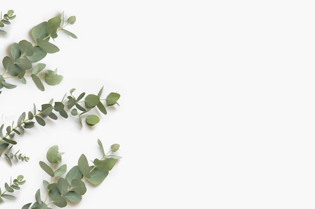 Green leaves of eucalyptus branches on a white background