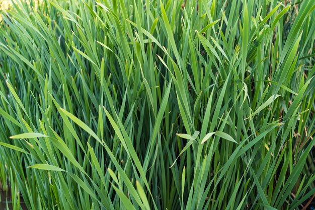 Green leaves field