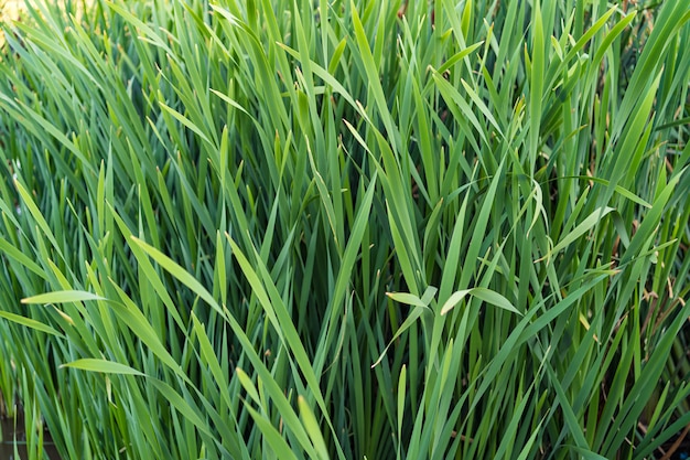 Green leaves field