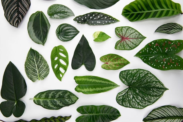 Free photo green leaves flat lay background