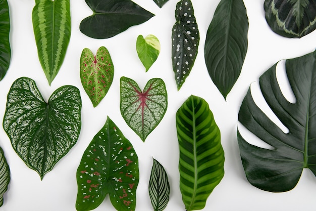 Free photo green leaves flat lay background