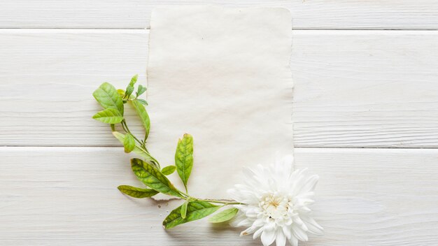 Green leaves and flower on paper