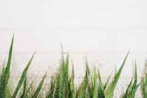 Free photo green leaves and grass on white table