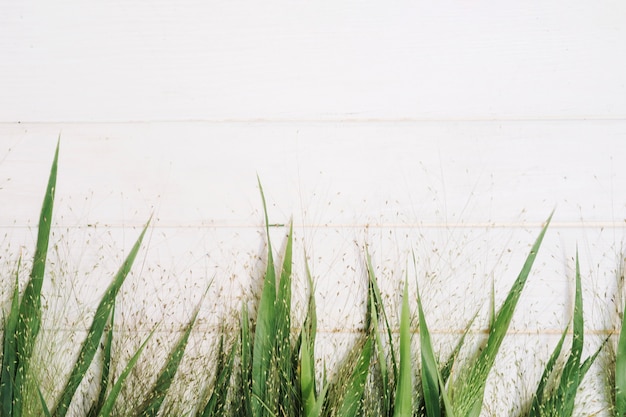 Green leaves and grass on white table