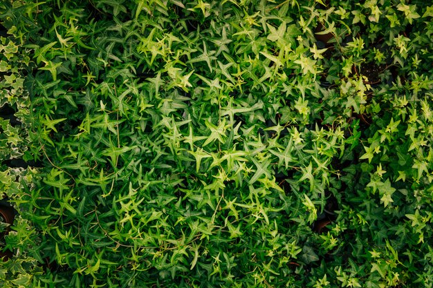 벽을 덮고 아이비의 녹색 잎