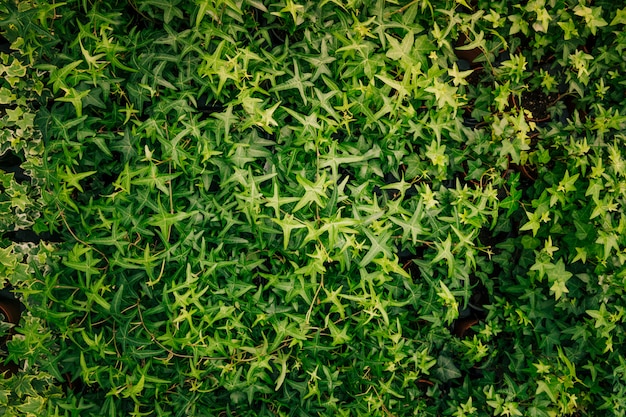 Зеленые листья плюща покрывают стену