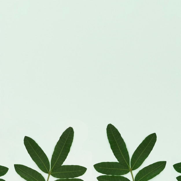 Free photo green leaves on light green background