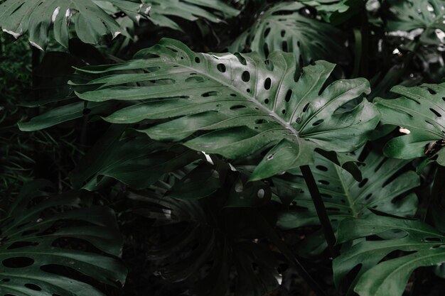 Green leaves of monastera pholodendron plant growing in garden