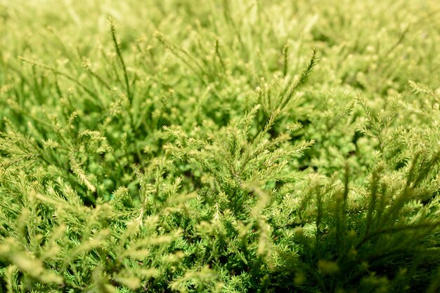 Green leaves natural background