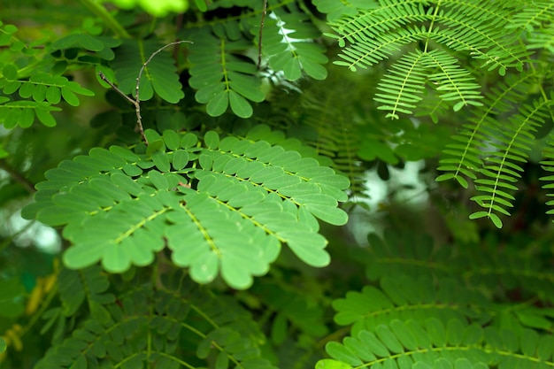 Зеленые листья тропической акации закройте тропический фон Premium Фотографии
