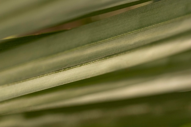 Green leaves organic background