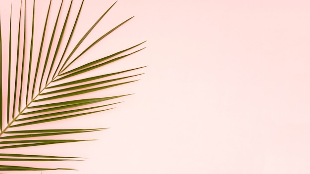 Free photo green leaves of palm tree with pink copy space background