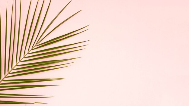 Green leaves of palm tree with pink copy space background