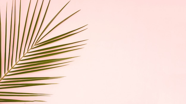 Green leaves of palm tree with pink copy space background