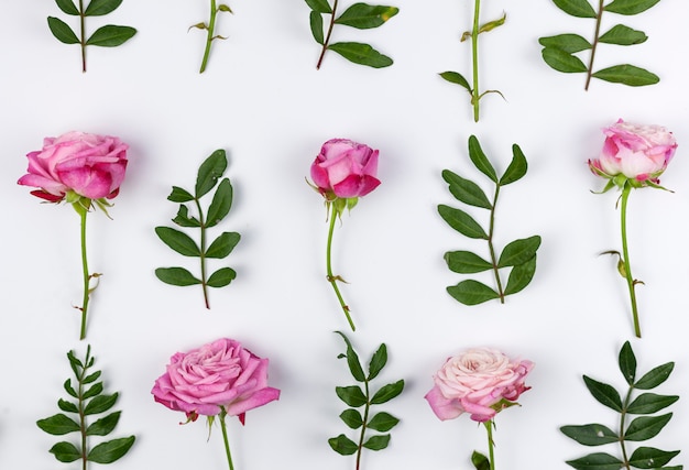 Green leaves and pink roses arranged above white backdrop