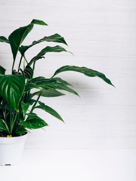 Green leaves plant in white pot against white background