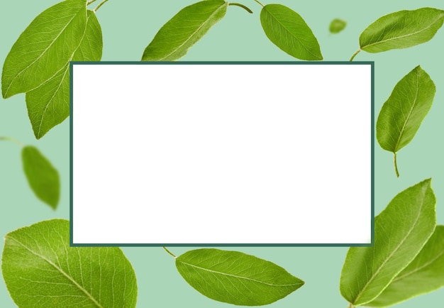 Зеленые листья сливы или чая падают или летят на синем фоне. Рамка с белым пространством для копирования текста или изображений. Узор, шаблон, макет. Коллаж, крупным планом