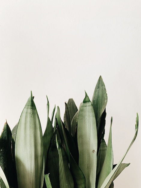 Green leaves of sansevieria plant