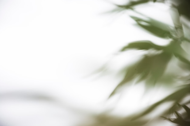 Free photo green leaves shadow on white background