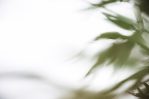 Green leaves shadow on white background