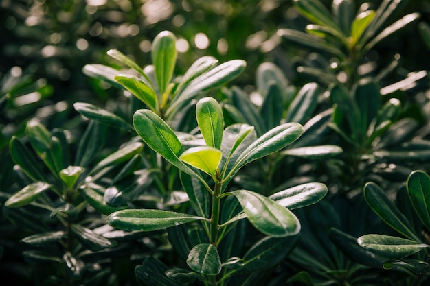 Green leaves in the sunlight