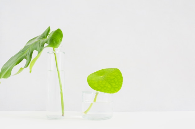Green leaves in transparent glass vase against white background