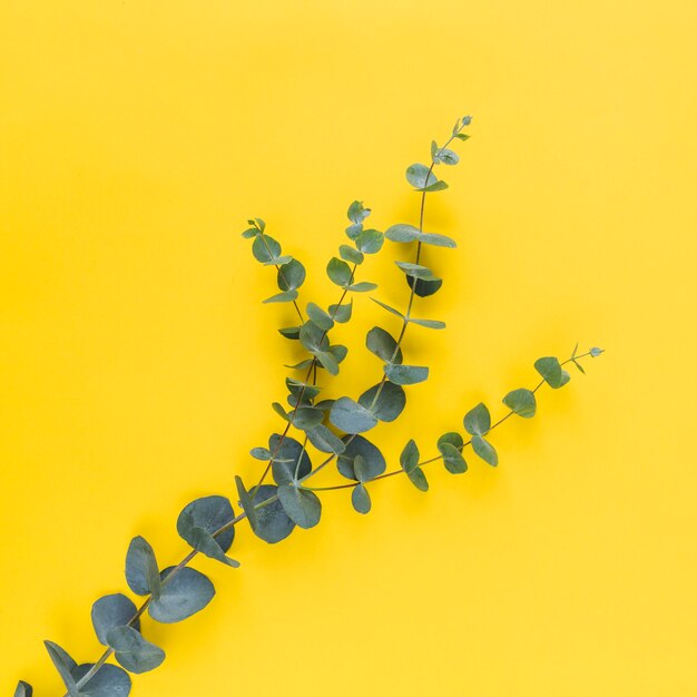 Green leaves on twig against yellow background