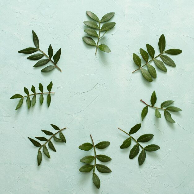 Green leaves twig arranged in circular frame on pastel green surface