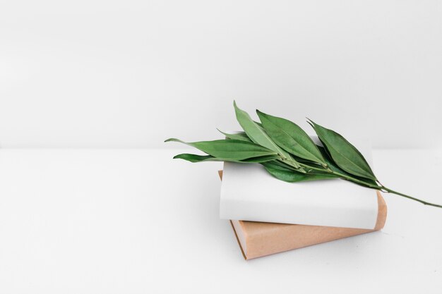 Green leaves twig with two books on white backdrop