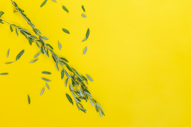 Green leaves twig on yellow backdrop