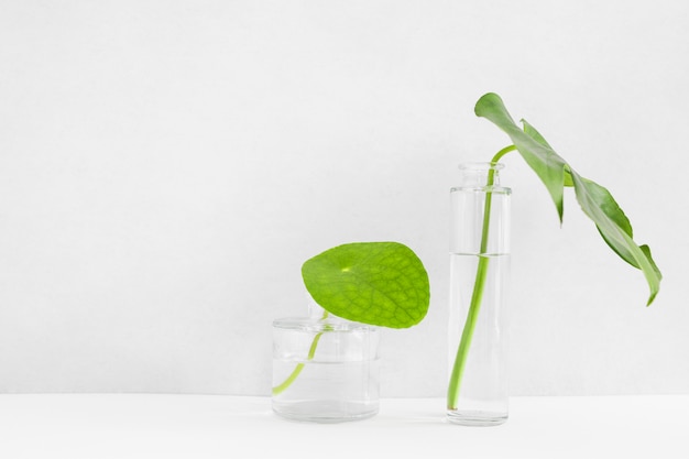 두 개의 다른 투명 유리 꽃병에 녹색 잎