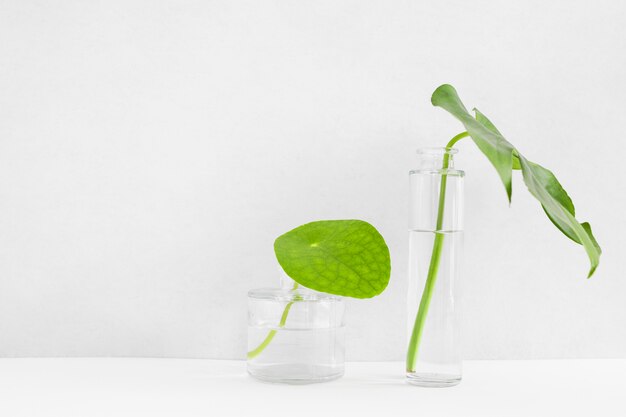Green leaves in the two different transparent glass vase