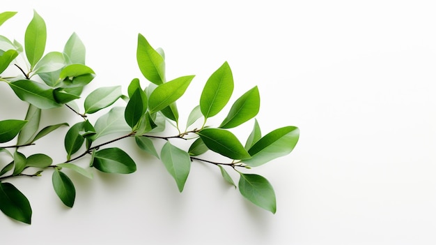 Green leaves on a white background