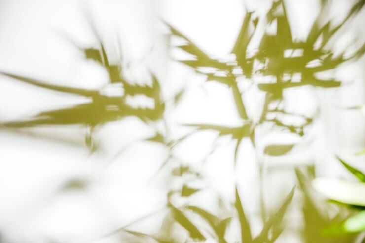 Free Photo green leaves on white background