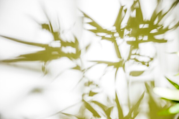 Green leaves on white background