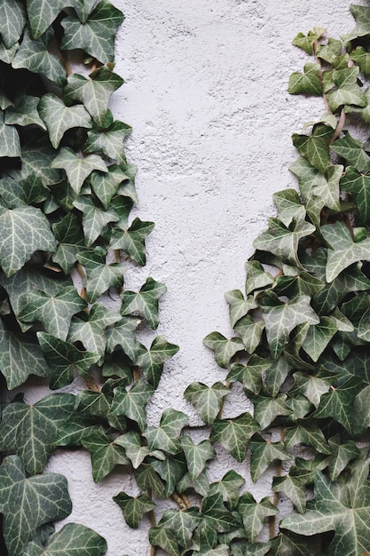 白いコンクリートの壁に緑の葉