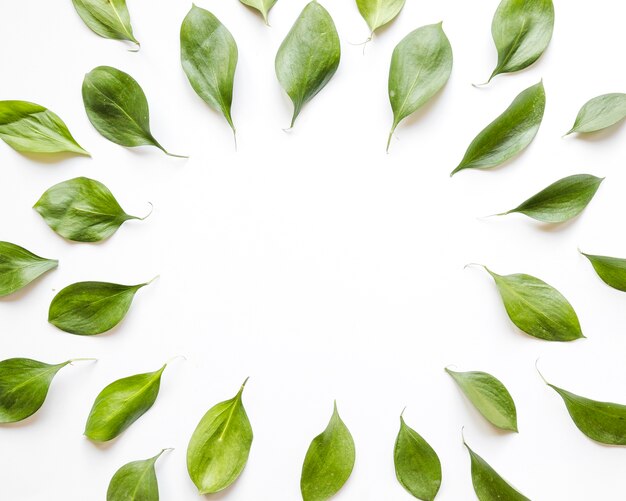 Green leaves on white