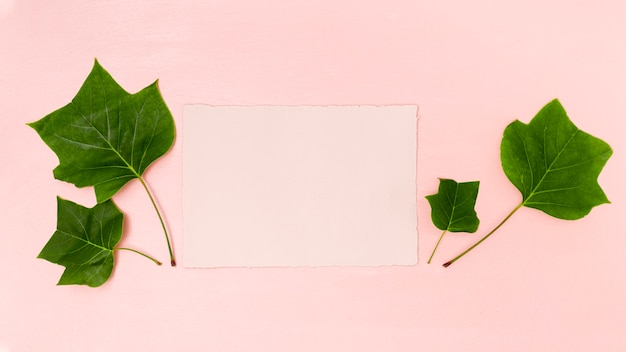 Green leaves with pink copy space flat lay