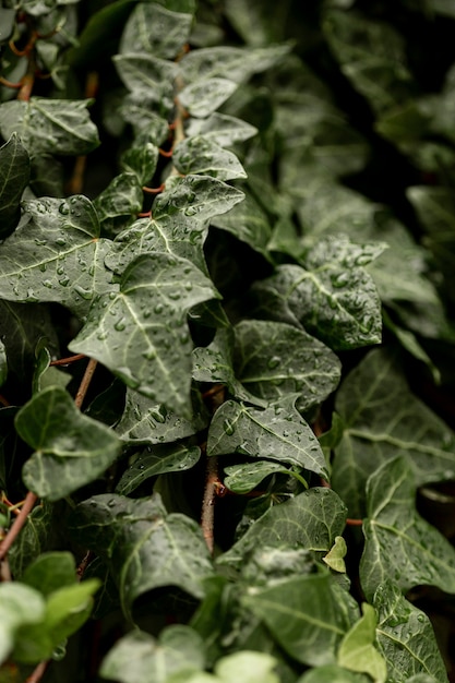 Free photo green leaves with water drops