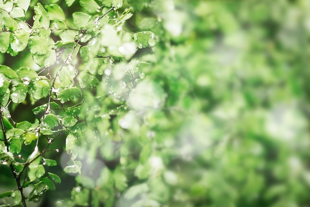 Green leaves with water drops